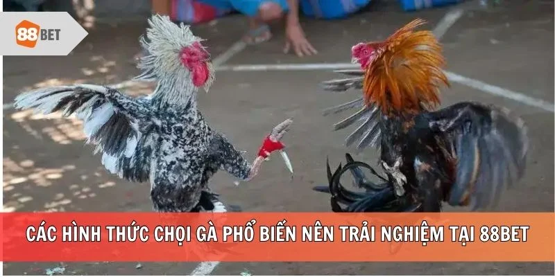 Các hình thức chọi gà phổ biến nên trải nghiệm tại 88BET