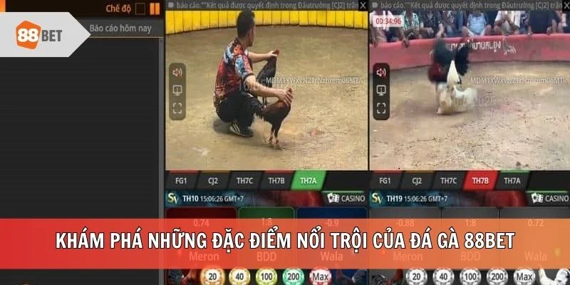 Khám phá những đặc điểm nổi trội của đá gà 88BET
