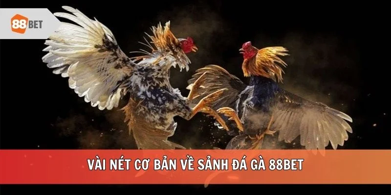 Vài nét cơ bản về sảnh đá gà 88BET