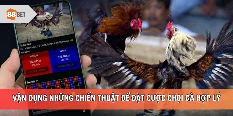 Vận dụng những chiến thuật để đặt cược chọi gà hợp lý