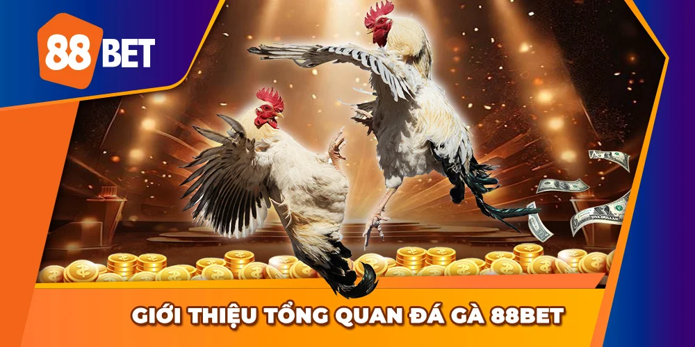 Vài nét cơ bản về sảnh đá gà 88BET
